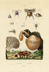 Mushrooms